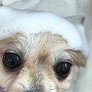 법곡길 | 집사라면 꼭 알아야 할 아산 애견미용! 우리 냥이의 꿀잠 목욕 비결