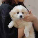 몽냥몽냥 강아지분양 은평점 이미지