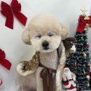 화사하개 이미지