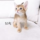 굿펫샵컴퍼니