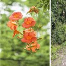 향교옆길 이미지