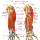 안 아픈 손가락 마디들이 없이 모두 아파요 이미지