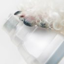 마이덴탈랩 | 강아지이발기추천, 내돈내산 스마트진공미용기 럽마이펫 시즌2 후기!(+장모종 셰틀랜드 쉽독 사용기