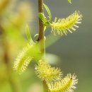 오늘의탄생화-(4월21일) 🌸 수양버들(Weeping Willow) 이미지