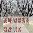청안면다목적광장 | 충북 청주 근교 벚꽃명소 괴산 청안 벚꽃구경