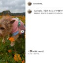 꽃라떼