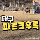 운동장 | 대구 파르크우록 애견 카페 운동장 내돈내산 후기