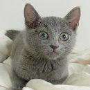 My Love Cat(마이러브캣) 이미지