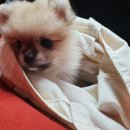 장군이켄넬 이미지