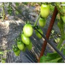 미수농장 이미지