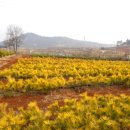 황금소나무농원 이미지