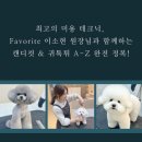 화이트애견