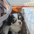 털보애견