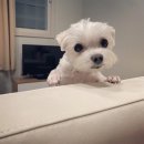 뚜니살롱 이미지