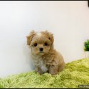 이쁜 댕댕이 이미지