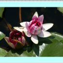 팔각정 공원 이미지