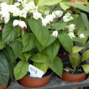 나라농원 이미지