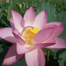 7월26일,토요일,함안,연꽃테마파크 도 이미지