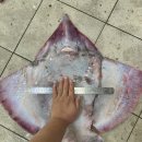 신안홍어 이미지