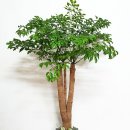 해피트리 이미지