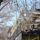 고양이 행복구역 | 부산 벚꽃 카페 우디브룩 사상 고양이 숲속카페 버터떡 후기