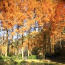 장태산 자연 휴양림 이미지