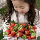 진행농장 | 목포근교체험농장 달성팜 딸기 수확&amp;케이크만들기 체험 후기