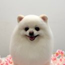 솔펫애견미용놀이터 | 대구동구애견미용 슈슈네, 사장이 직접 전하는 케어 원칙 (탄산스파·미용 안내)