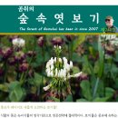 곰취의 숲속엿보기[제240호] 롱보우 레이더로 새롭게 도전하는 토끼풀! 이미지