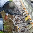 버팀목농원 이미지