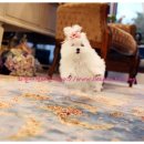 리틀애견타운 이미지