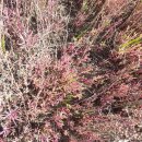 신안군 증도 - 소금과 삐비꽃 축제 이미지