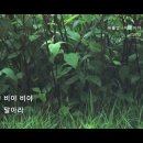 비야비야 Daum카페