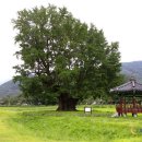 천년인삼 이미지