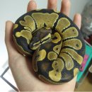 하계역(7호선) 이미지