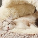 멍멍 스타일 | 겨울철 COZY템!멍멍집사 숨숨집 고양이방석 써보니 만족도 최고