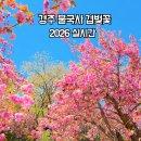 CU 경주불국사입구점 | 경주 불국사 겹벚꽃 개화 2026년 실시간