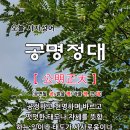 정대(正大)