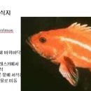 118 노랑눈우럭 Rockfish, Yelloweye 이미지