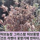 허브전문가가 운영하는 1200평 그라스팜 허브 몽땅 유기농 허브 체험장의 건조 라벤더 꽃향기에 반했어요.