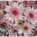 아르커스 이미지