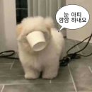 크린토피아불광역호반점 | 프랭크버거 배달 후기ㅣ치즈버거,쉬림프버거,매콤레드핫치킨,바삭후라이드치킨,코울슬로,오징어링 -