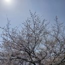 전곡읍 행정복지센터 | 연천 전곡읍 행정복지센터 벚꽃거리