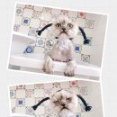 그루밍캣 압구정점 | 강남 고양이 미용 후기•그루밍캣압구정•강남 고양이 미용