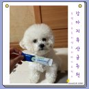 한국코아덴탈 | 강아지 유산균 하루 한포 포켄스 뉴트리션 프로바이오틱스 추천