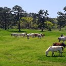 제주의 제주마 이미지