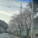 양곡교회 앞 | 진해군항제 당일에 다녀온 후기 + 현재 80%개화한 숨은 창원 벚꽃 명소 꿀팁!!