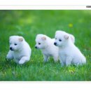 R 스크린 이미지