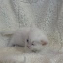 도그마루 강아지고양이 대전점 이미지