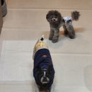 보듬보듬 이미지